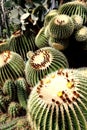 Cactus Royalty Free Stock Photo
