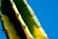 Cactus Royalty Free Stock Photo