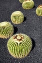 Cactus Royalty Free Stock Photo