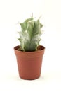 Cactus Royalty Free Stock Photo