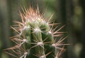 Cactus Royalty Free Stock Photo