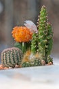 Two cactus's in a pot with melting snow on them 