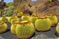 Cactus Royalty Free Stock Photo