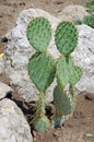 Cactus Royalty Free Stock Photo