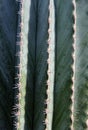 Cactus Royalty Free Stock Photo