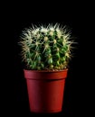 Cactus Royalty Free Stock Photo