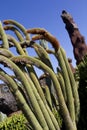 Cactus Royalty Free Stock Photo