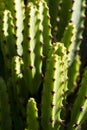 Cactus Royalty Free Stock Photo