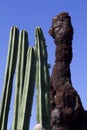 Cactus Royalty Free Stock Photo