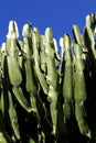 Cactus Royalty Free Stock Photo