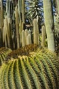 Cactus Royalty Free Stock Photo