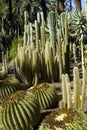 Cactus Royalty Free Stock Photo