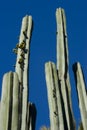 Cactus Royalty Free Stock Photo