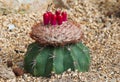 Cactus Royalty Free Stock Photo