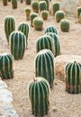 Cactus Royalty Free Stock Photo