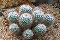 Cactus Royalty Free Stock Photo