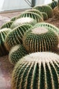 Cactus Royalty Free Stock Photo
