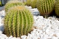 Cactus Royalty Free Stock Photo