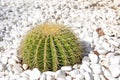 Cactus Royalty Free Stock Photo