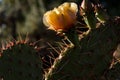 Cactus Royalty Free Stock Photo