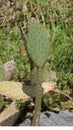 Closeup of cactus plant with numerous spines.