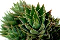 Cactus Royalty Free Stock Photo