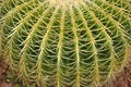 Cactus Royalty Free Stock Photo