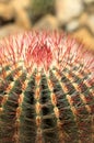Cactus Royalty Free Stock Photo