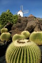Cactus Royalty Free Stock Photo
