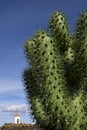 Cactus Royalty Free Stock Photo