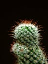 Cactus Royalty Free Stock Photo