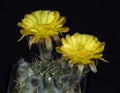 Cactus Acanthocalycium glacum Blooming , Isolated on black back