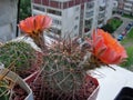 Cactus Acanthocalycium glaucum with large bright flowers