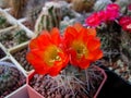 Cactus Acanthocalycium glaucum with large bright flowers