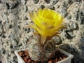 Cactus Acanthocalycium griseum with grey stem and large bright flowers