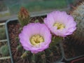 Cactus Acanthocalycium violaceum P110a with large flowers Royalty Free Stock Photo