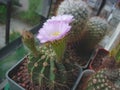 Cactus Acanthocalycium violaceum P110a with large flowers Royalty Free Stock Photo