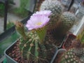 Cactus Acanthocalycium violaceum P110a with large flowers