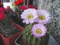 Cactus Acanthocalycium violaceum P110a with large flowers Royalty Free Stock Photo