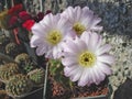 Cactus Acanthocalycium violaceum P110a with large flowers Royalty Free Stock Photo