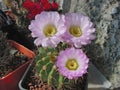 Cactus Acanthocalycium violaceum P110a with large flowers Royalty Free Stock Photo