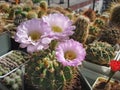 Cactus Acanthocalycium violaceum P110a with large flowers Royalty Free Stock Photo