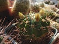 Cactus Acanthocalycium violaceum P110a with spiny buds Royalty Free Stock Photo