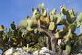 Cactus against blue sky