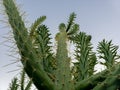 Cactus against clear blue sky