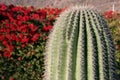 Cactus against red blooming bush