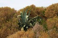 Cactus and agava at tropical garden