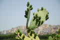 Cactus Royalty Free Stock Photo