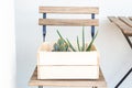 Cactus and aloe vera in a wooden box on the street. Garden. Minimal