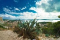 Cactus, amazing sky and panoramic view of Hvar city and the bay from the Spanish fortress. Royalty Free Stock Photo